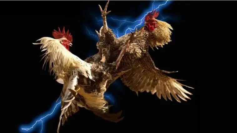 Đá Gà FFOK Đỉnh Cao Trải Nghiệm Cá Cược Trực Tuyến Hàng Đầu