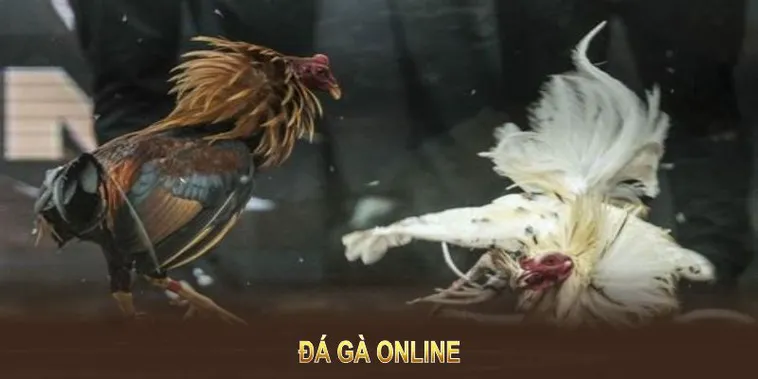 Khám Phá Cách Chơi Đá Gà GA28 Tại FFOK Mới Nhất Hiện Nay