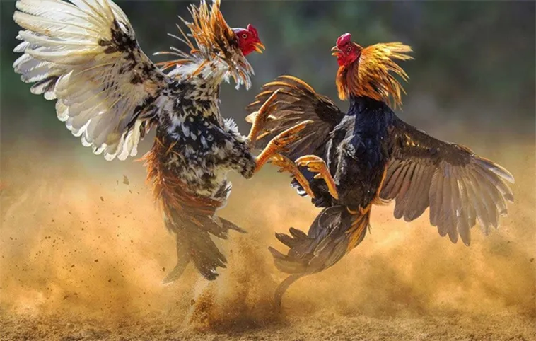 Bật Mí Cách Chơi Đá Gà WS168 Tại FFOK Từ Các Chuyên Gia Hàng Đầu